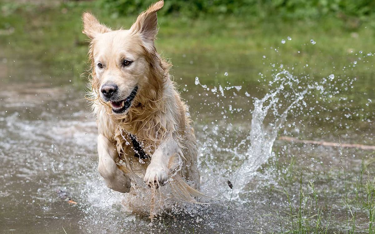 Un chien patauge dans l'eau lors d'une canicule
