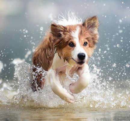 Un chien court dans de l'eau