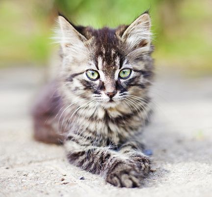 Mon Chat A Disparu Comment Faire Pour Le Retrouver Blog Ultra Premium Direct Mon Chat A Disparu Comment Faire Pour Le Retrouver Blog Ultra Premium Direct