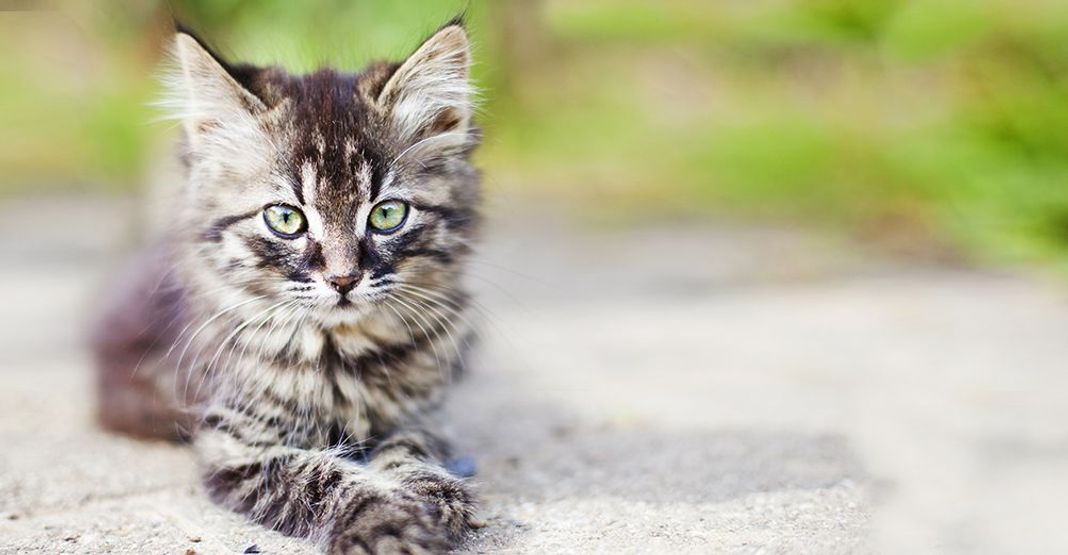 un chaton tigré regarde fixement l'objectif