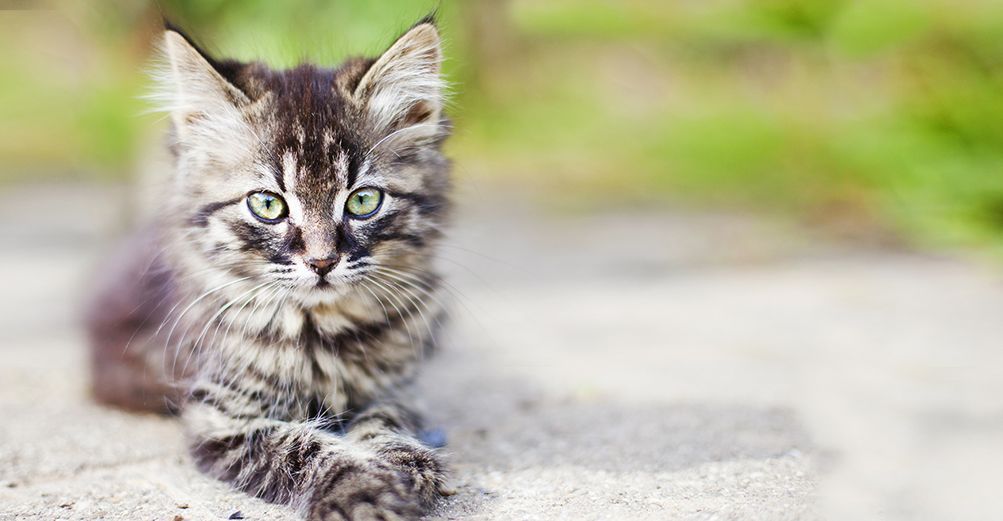 un chaton tigré regarde fixement l'objectif