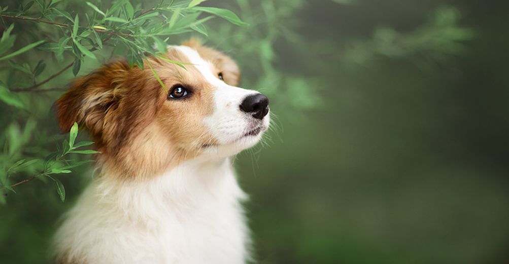 Un chiot dans la nature regardant à sa gauche