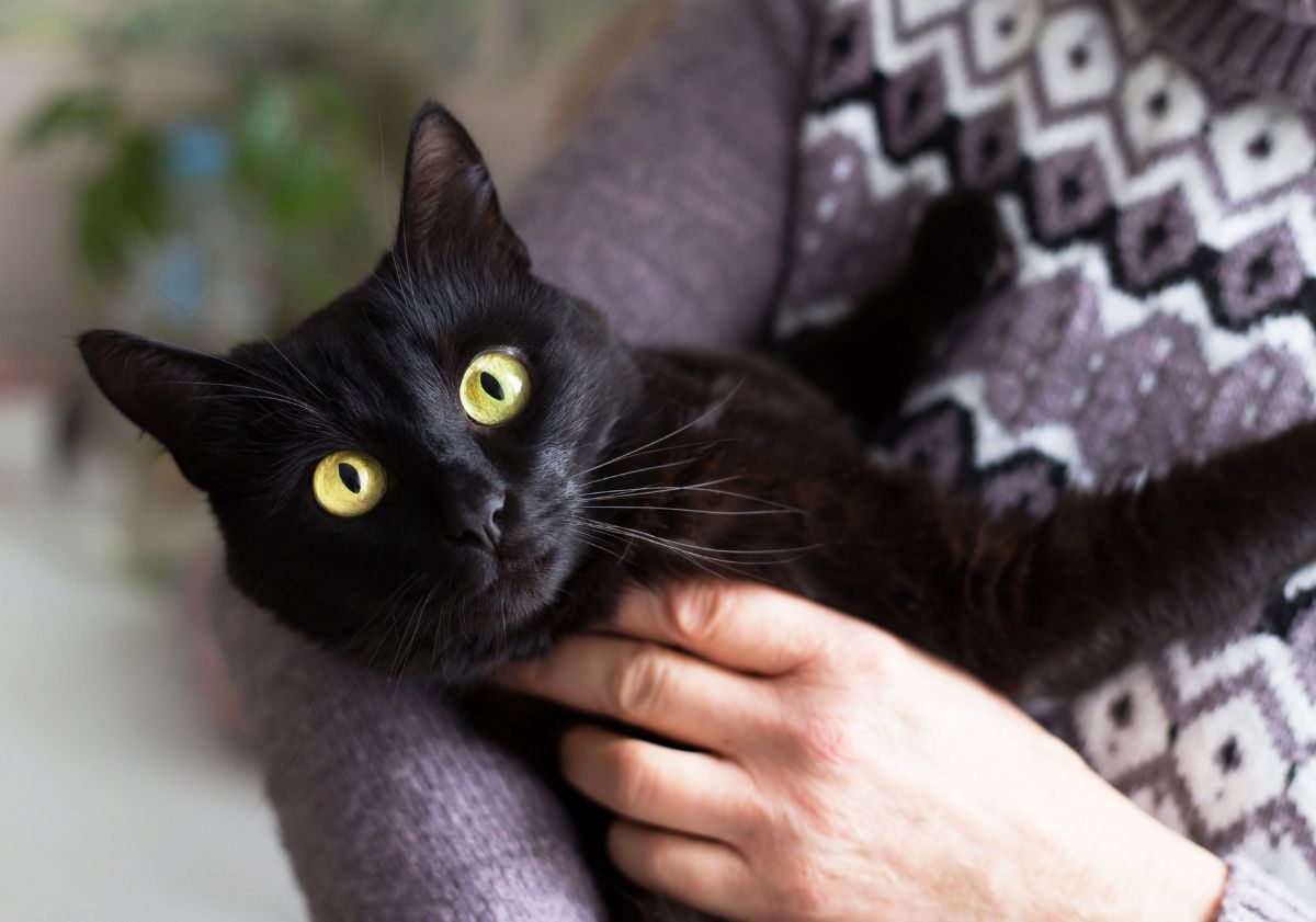 chat de bombay dans les bras de sa maîtresse