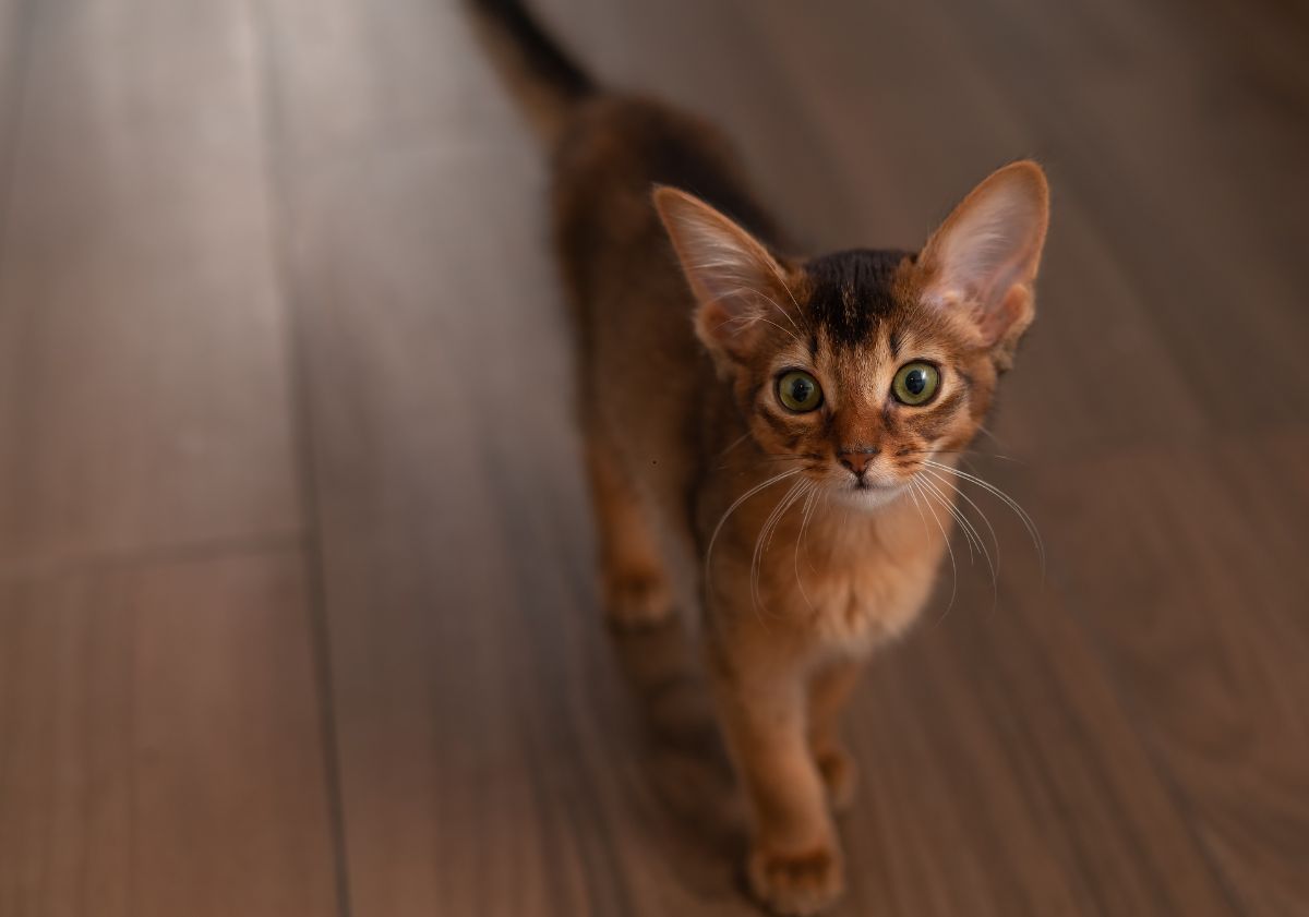 chaton somali en intérieur