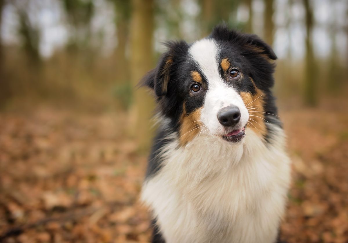 chien dans la forêt