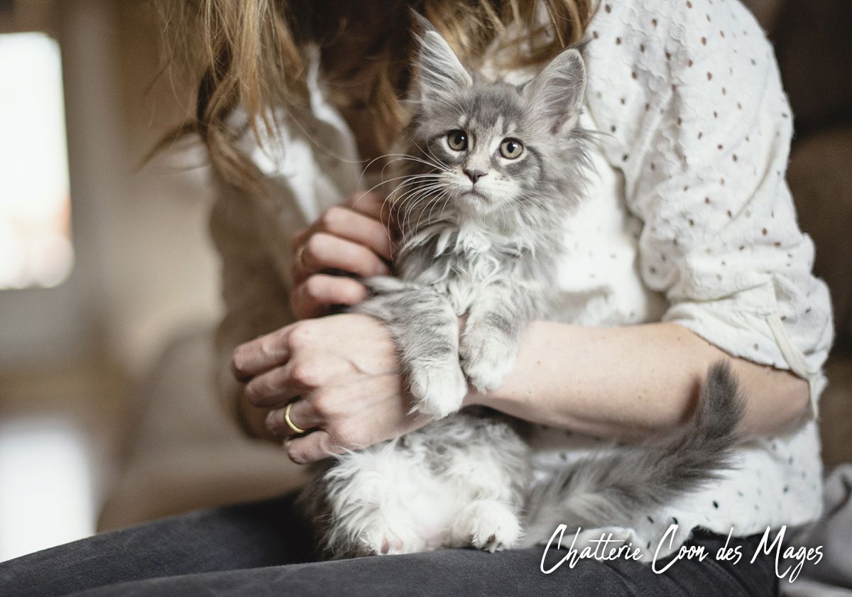 chaton maine coon dans les bras de sa maîtresse