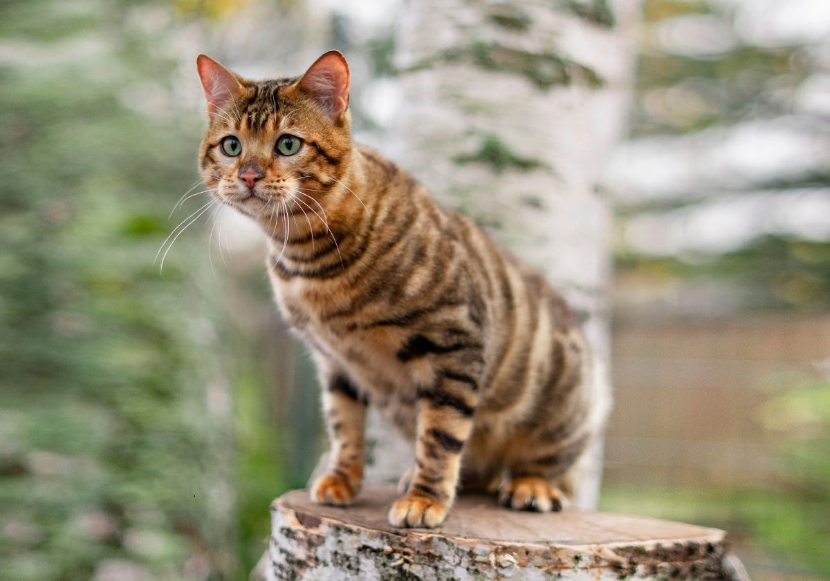 Toyger sur un tronc d'arbre