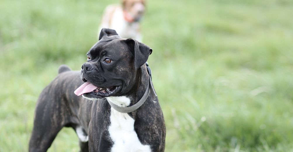 Chien, débout, en extérieur