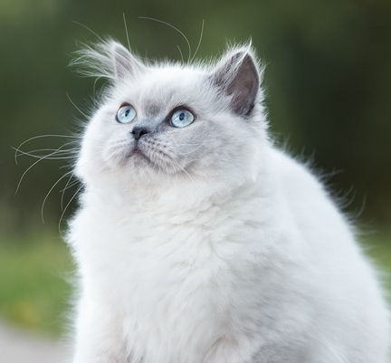 Chat blanc regardant en hauteur en plein air