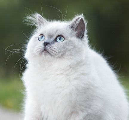 Nom De Chat 22 Comment Trouver Le Meilleur Nom Blog Ultra Premium Direct Nom De Chat 22 Comment Trouver Le Meilleur Nom Blog Ultra Premium Direct