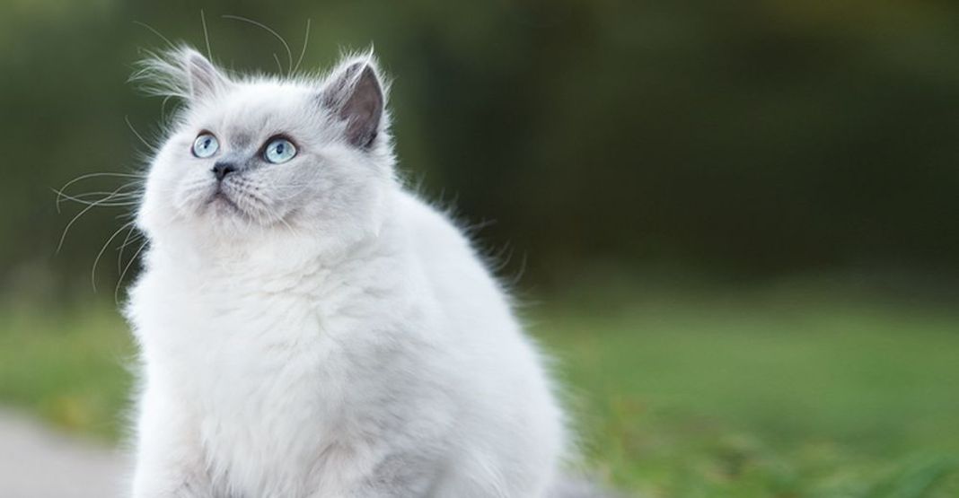 chaton en pleine nature