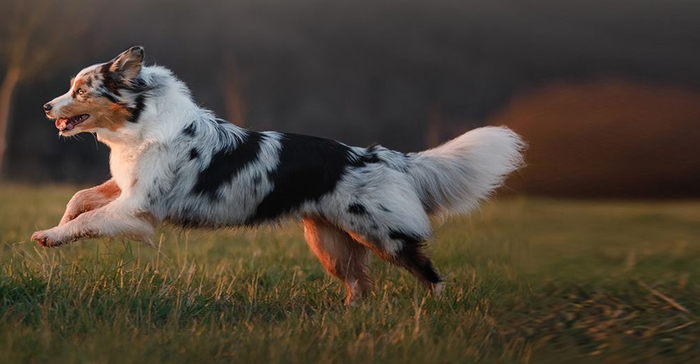 Un chien pratiquant un sport canin