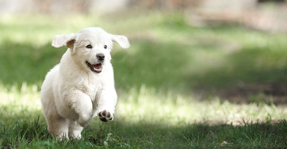 Un chiot blanc jouant en pleine nature