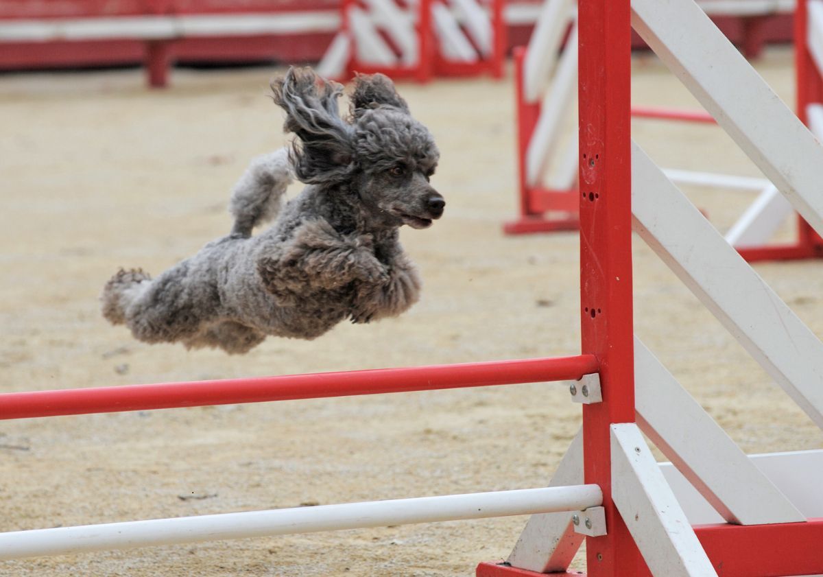 caniche épreuve haie agility
