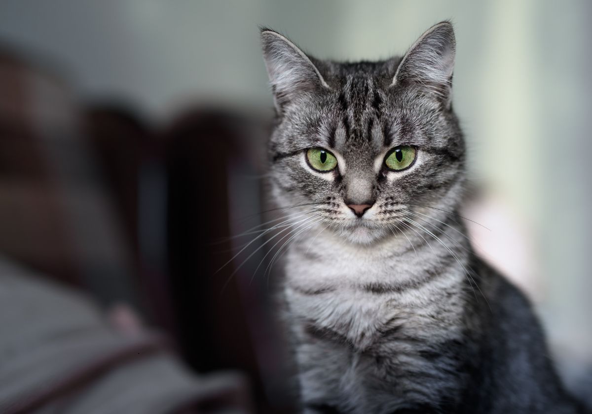 American Shorthair gris et blanc