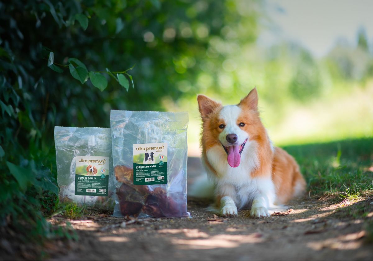 Border Collie avec ses friandises naturelles