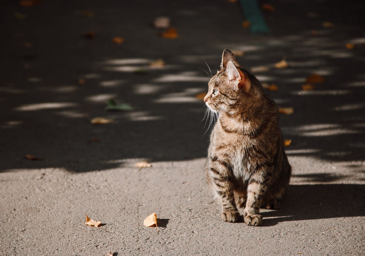 chat assis sur la route