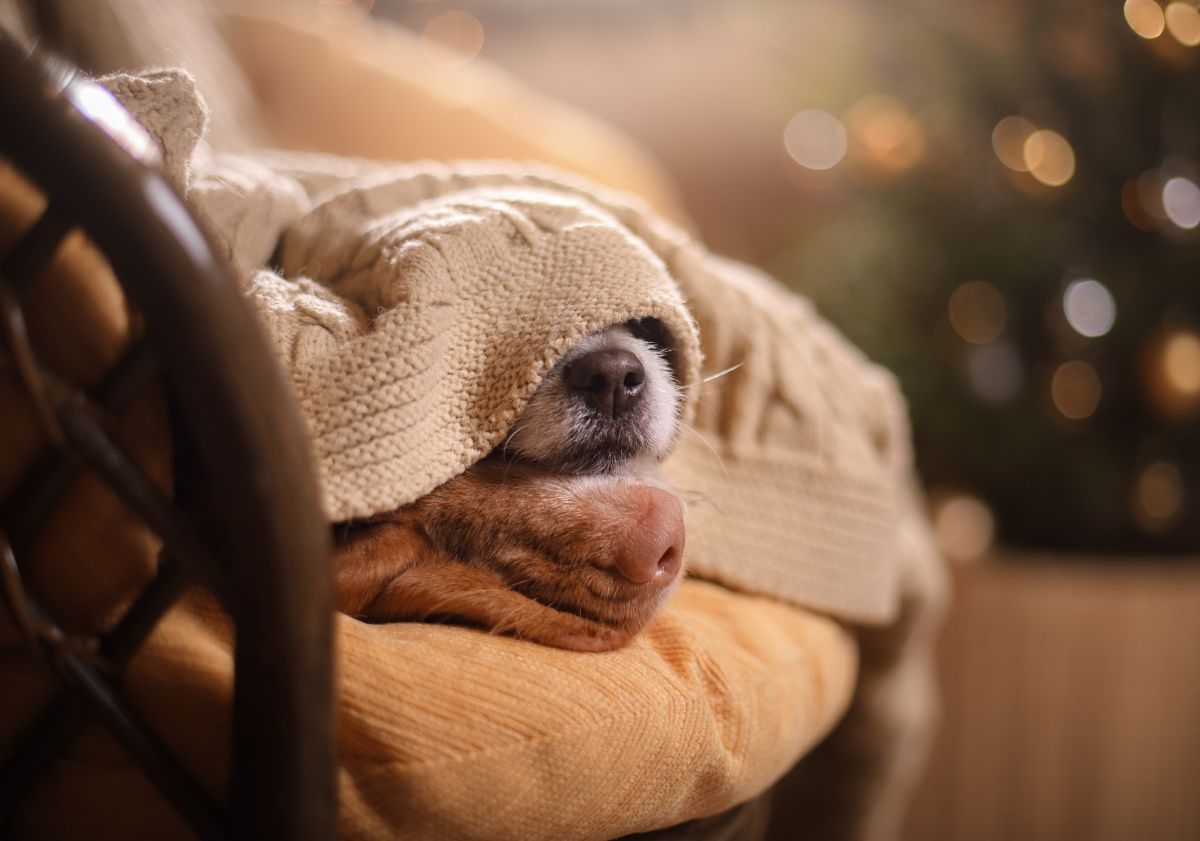 chien se cachant sous un plaid