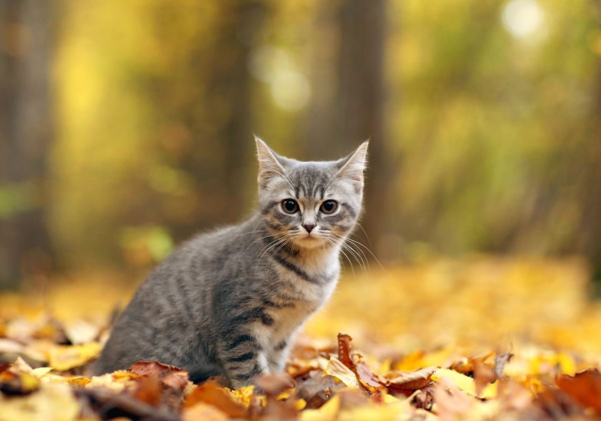 chaton assis dans les feuilles d'automne