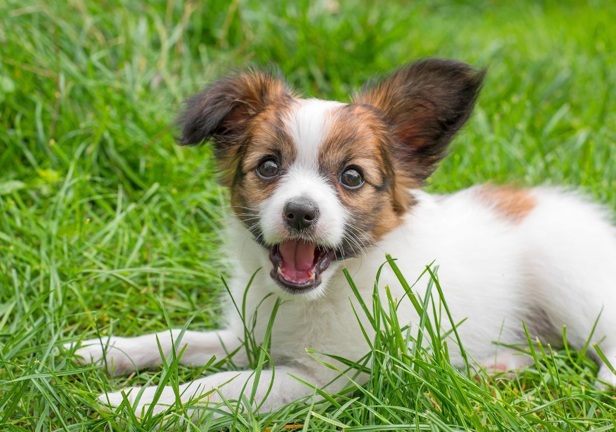 chiot épagneul papillon dans l'herbe