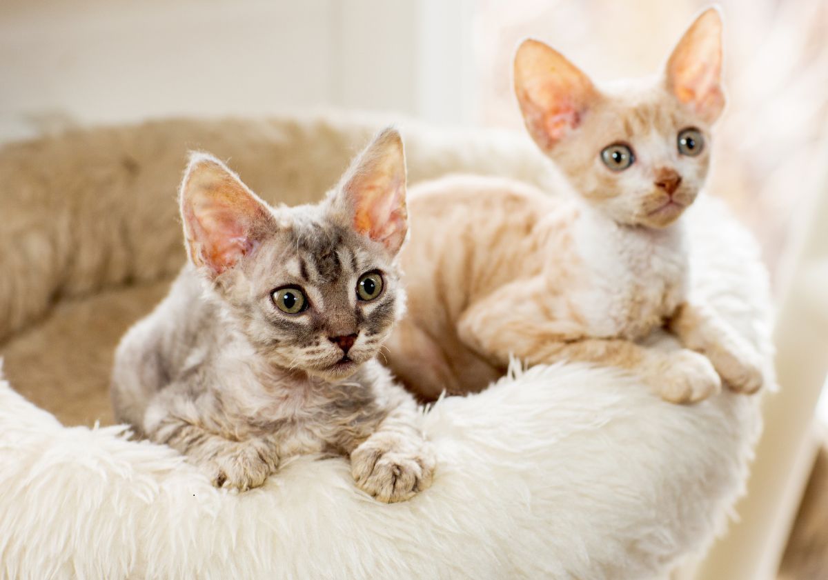 chatons cornish rex dans un panier
