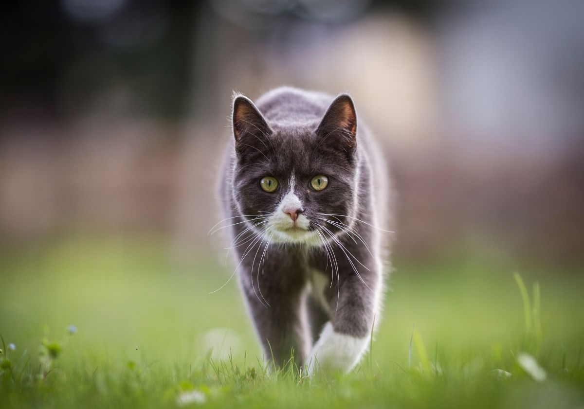 chat dans l'herbe