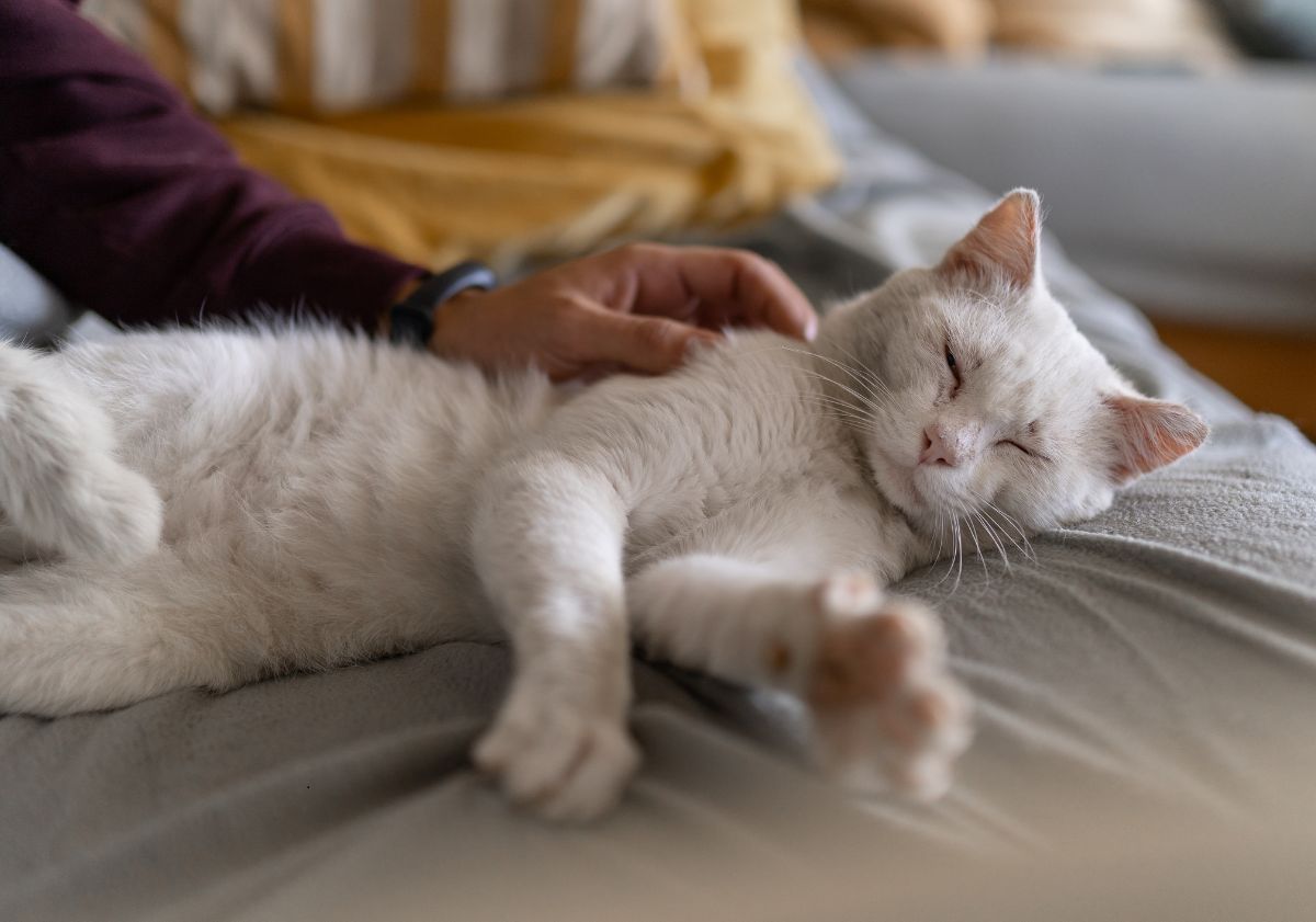 chat blanc se faisant caresser