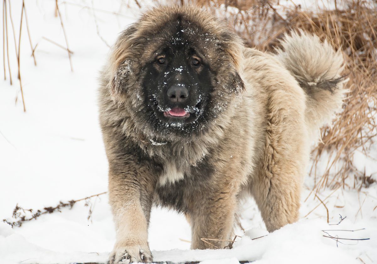 berger du caucase dans la neige