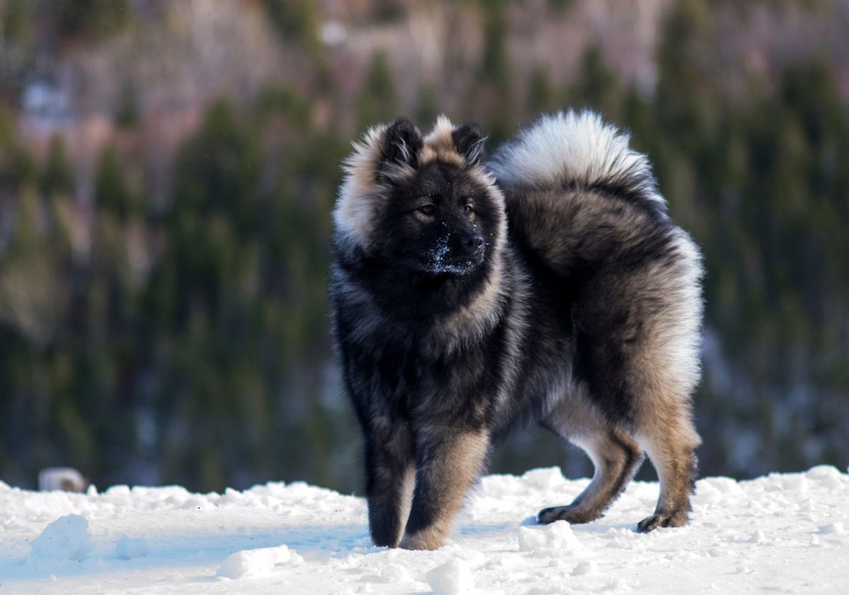 eurasier bicolore dans la neige devant des montages de sapins