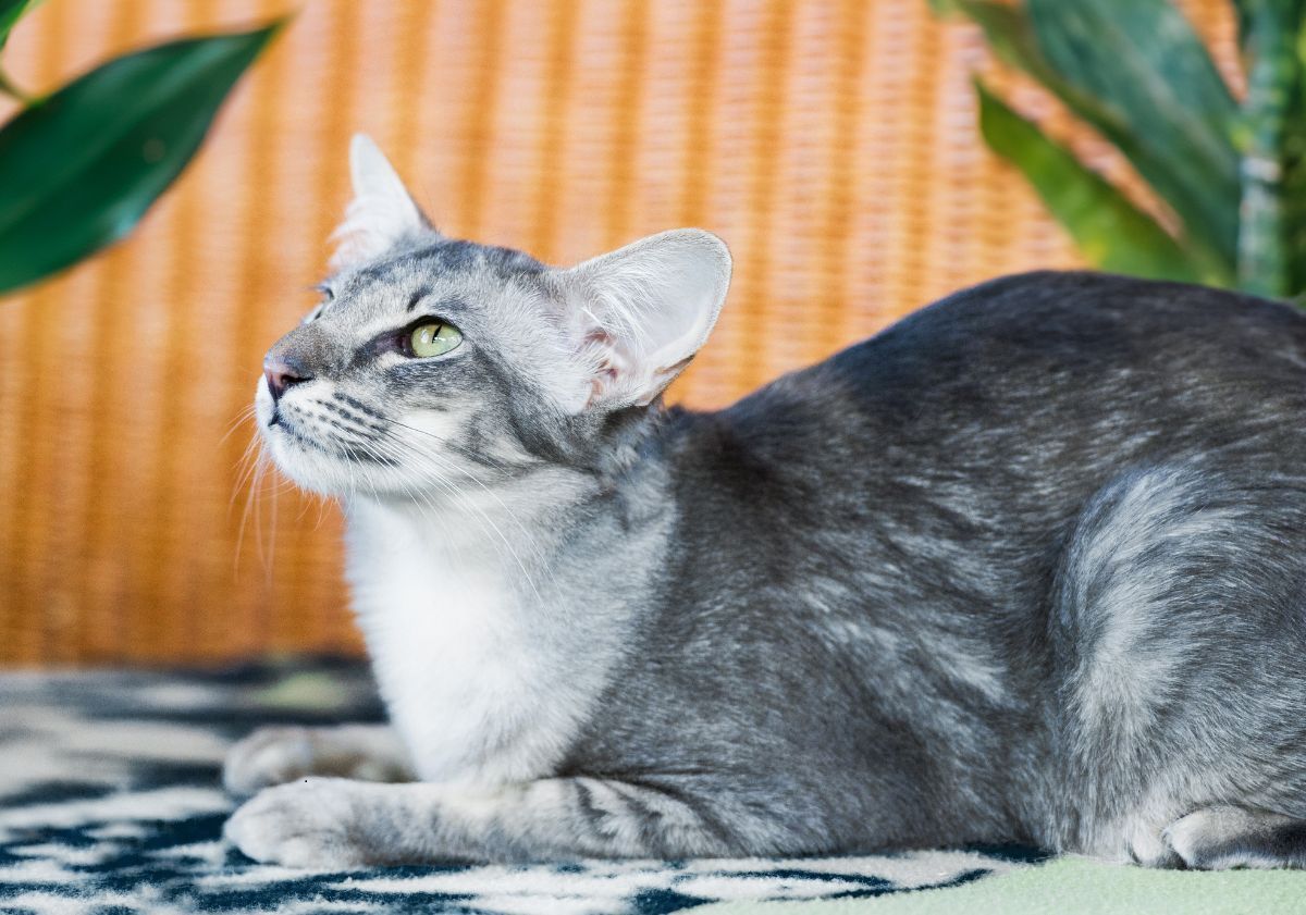 chat Javanais gris et blanc allongé 