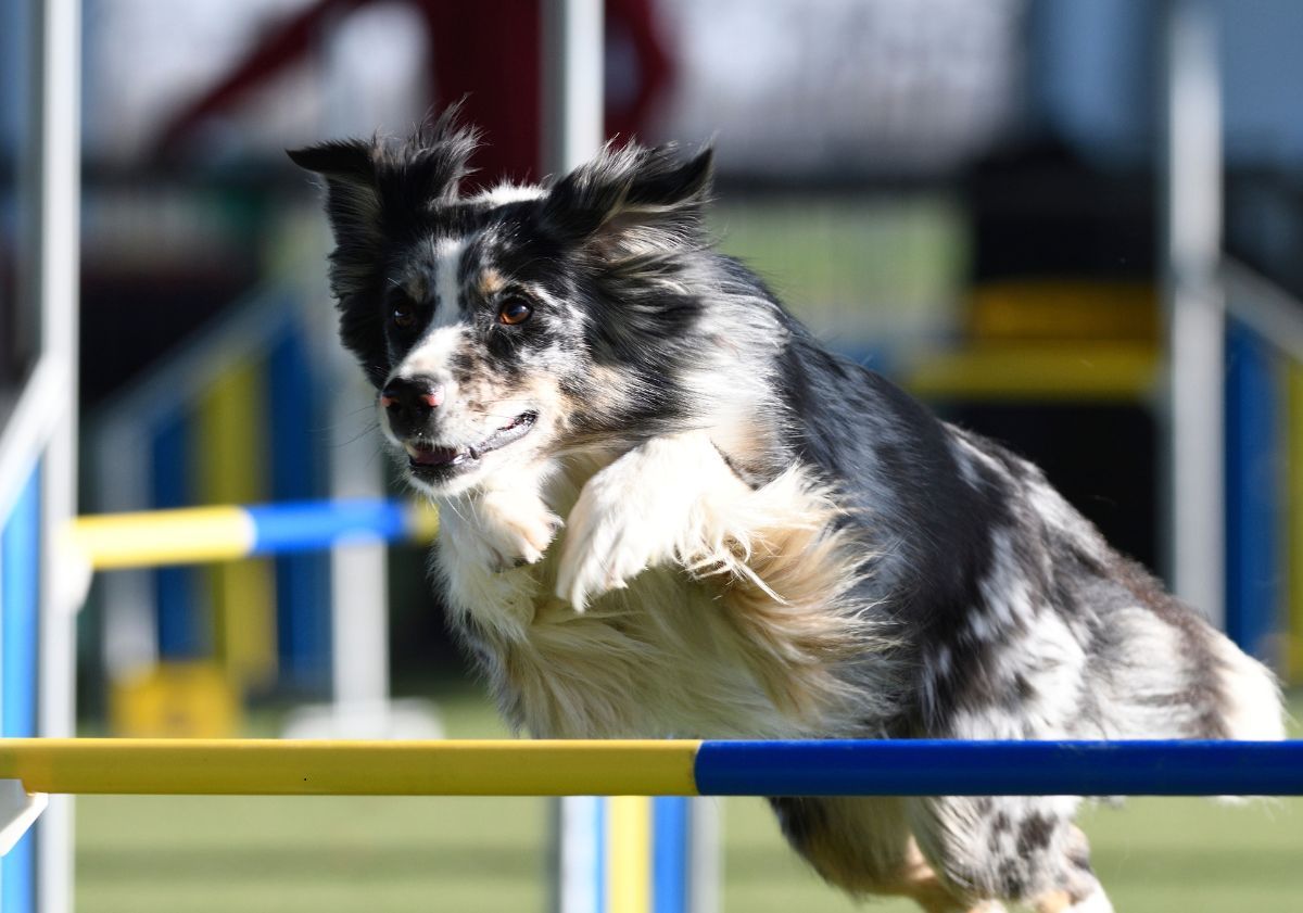 épreuve haie agility