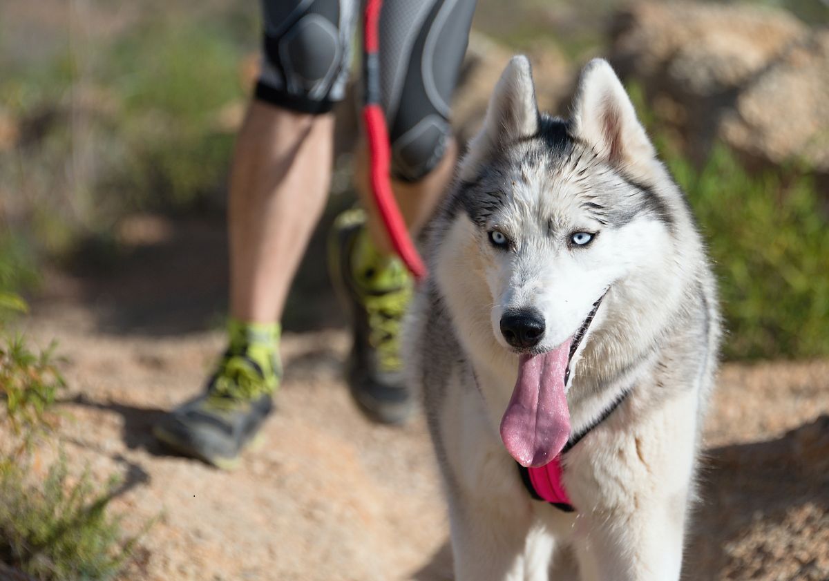 husky faisant du canicross