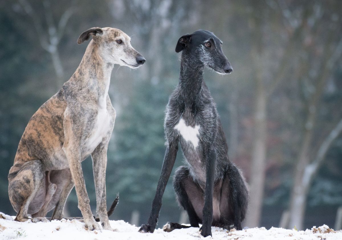 Lévriers Whippet dans la neige