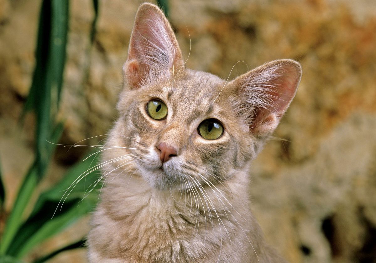 chat javanais sable avec les yeux verts