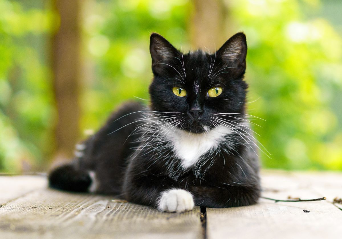 chat noir et blanc couché dehors