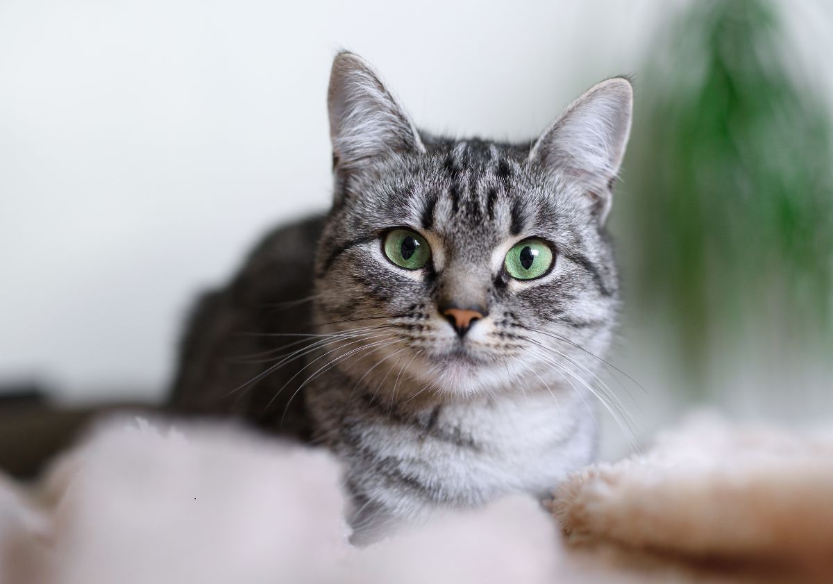 American Shorthair gris et blanc