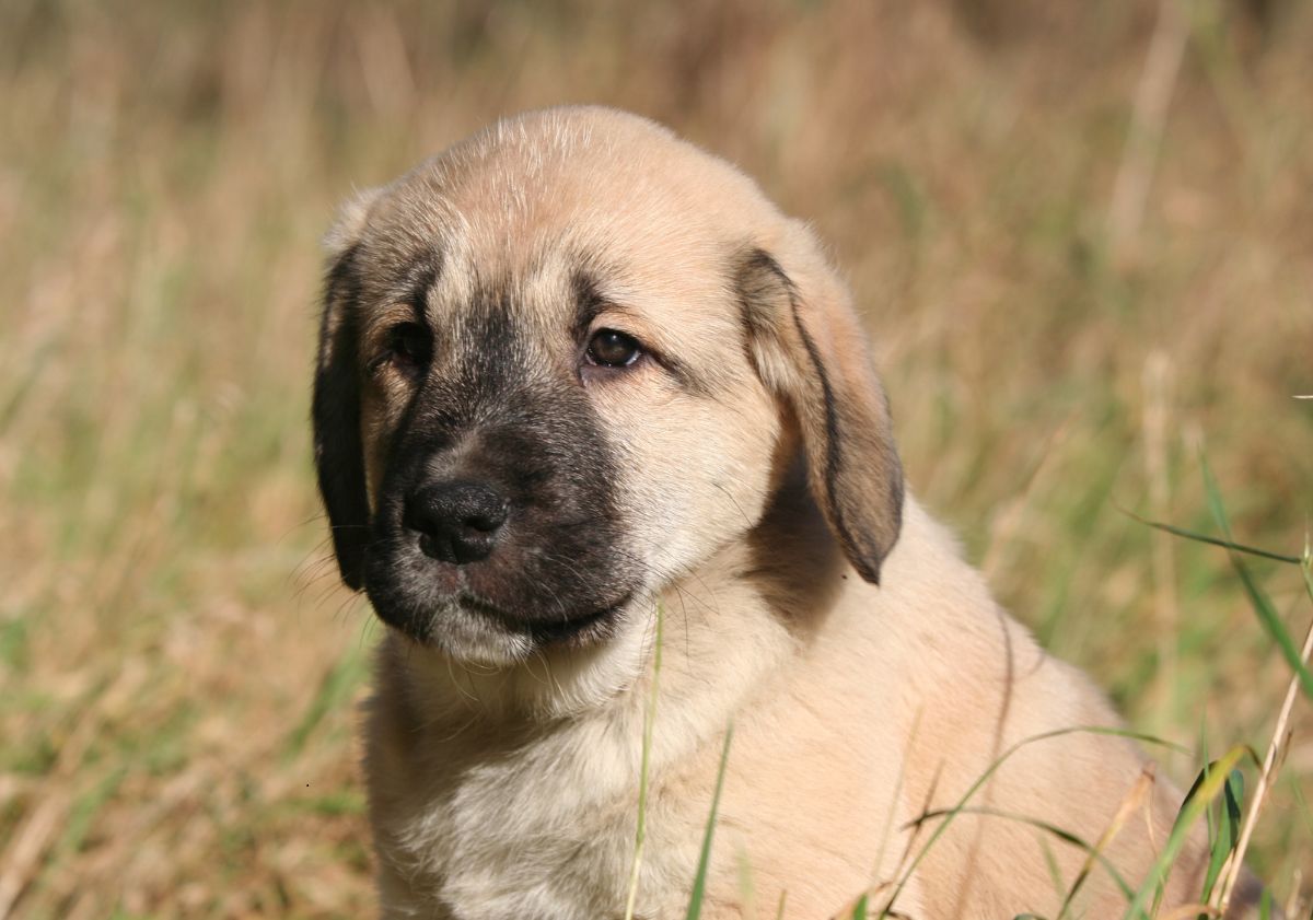 chiot Berger d'Anatolie