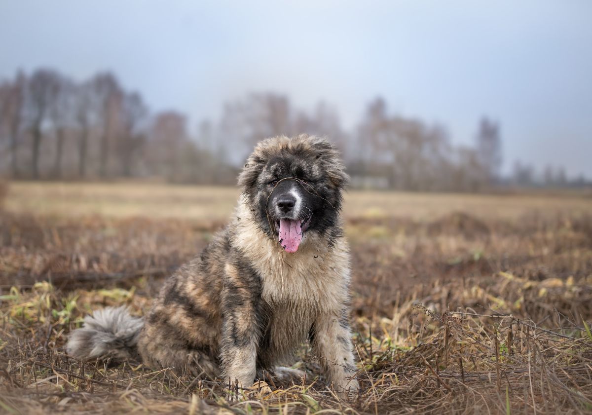 berger du caucase dans un champ