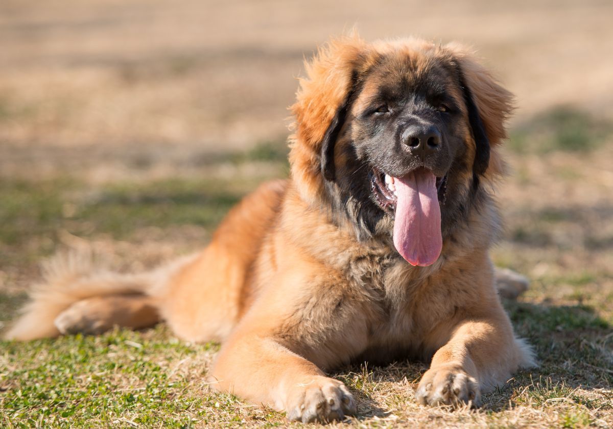 Leonberg allongé dans l'herbe