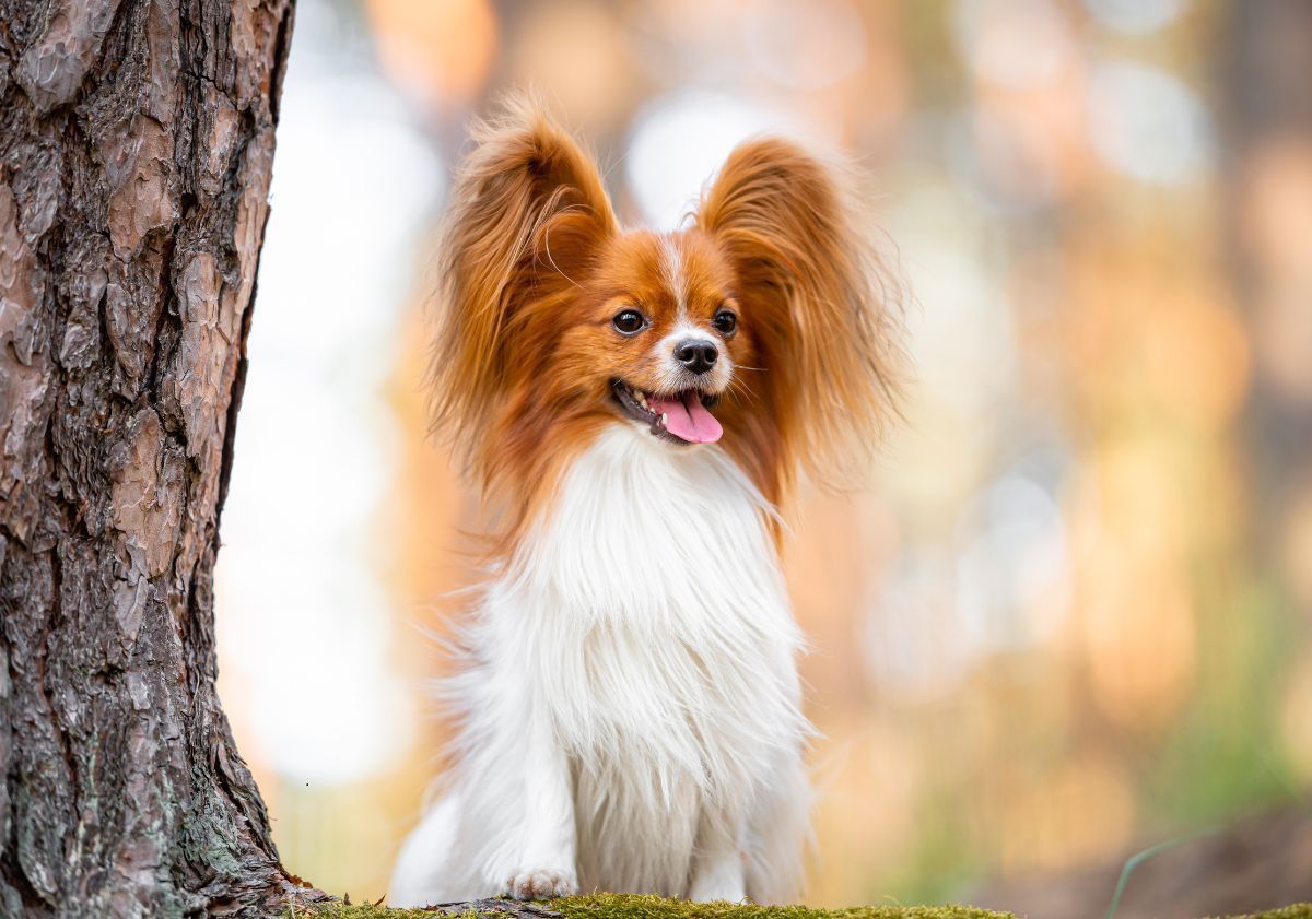 épagneul nain continental papillon roux et blanc