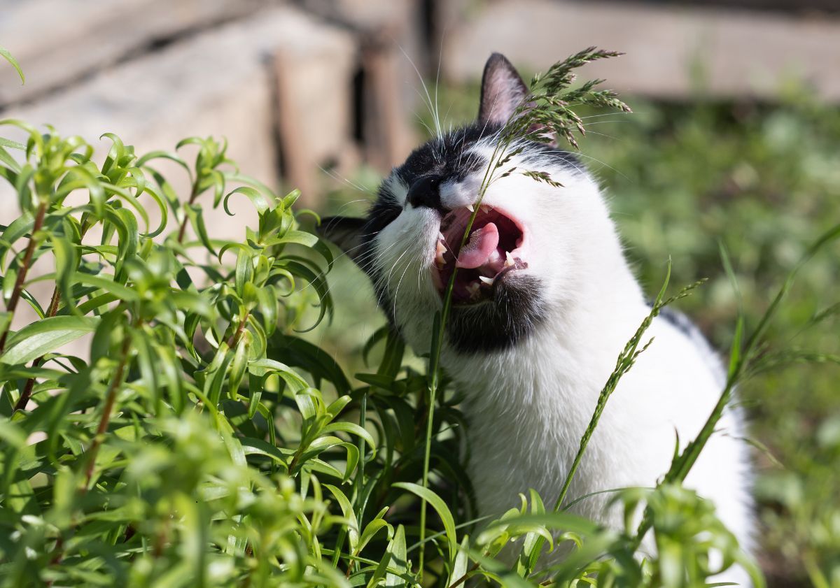 chat mangeant une plante en extérieur