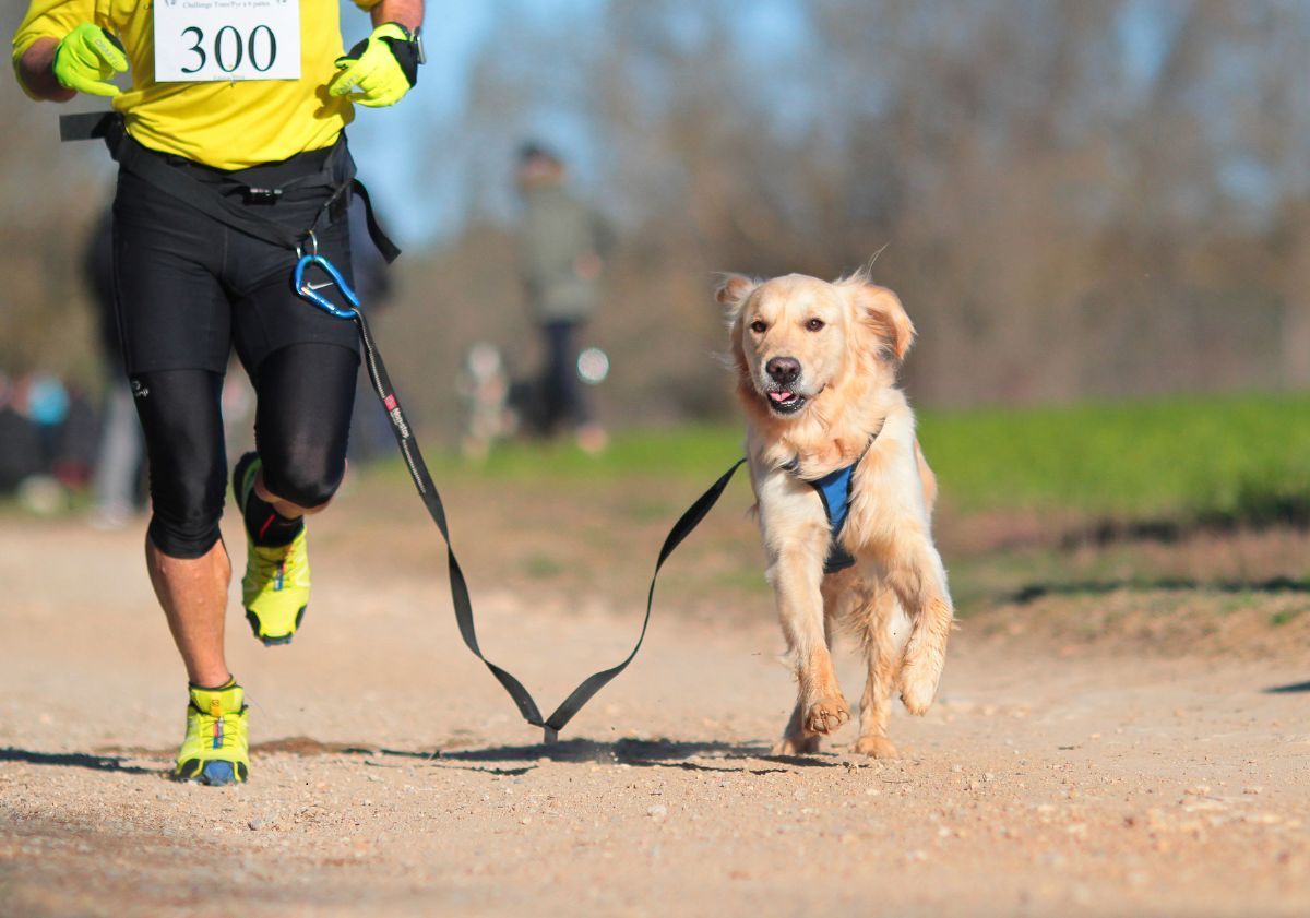golden retriever faisant du canicross avec son maître