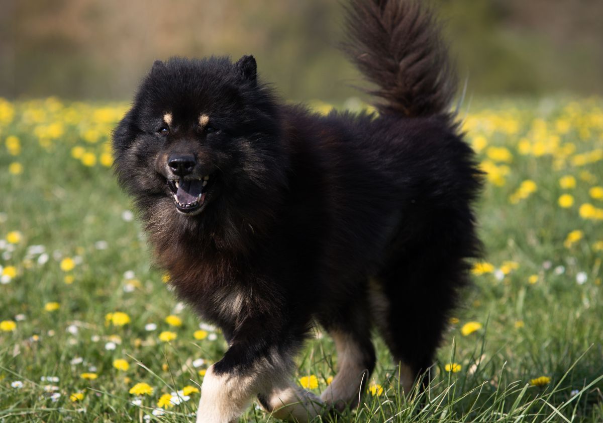 eurasier noir aux pattes claires marchant dans un pré d'herbe verte avec des fleurs jaunes