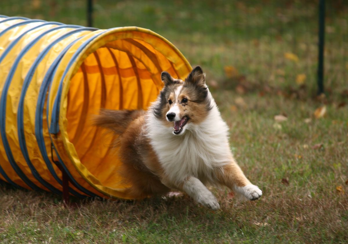 épreuve tunnel agility