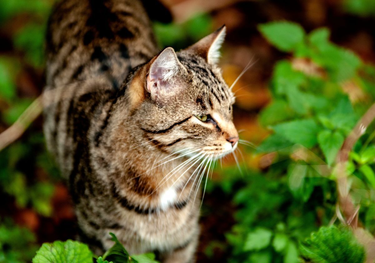bobtail américain tabby qui regarde sur le côté