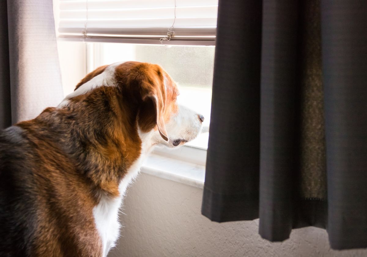 chien qui regarde par la fenêtre