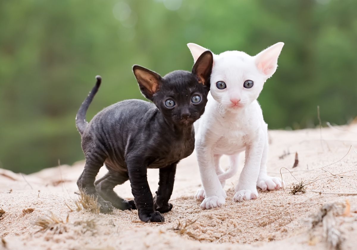 chatons cornish rexs