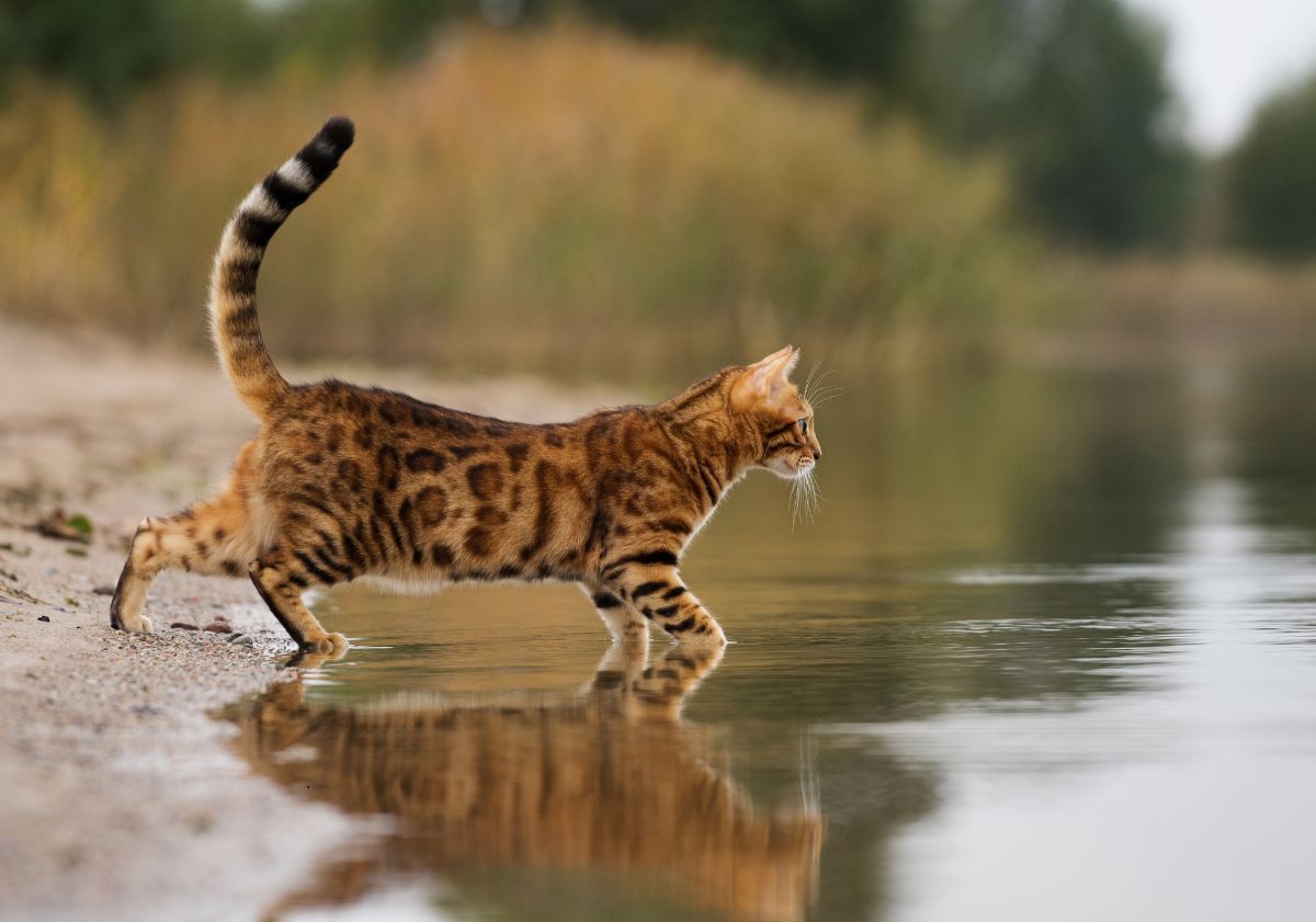 chat entrant dans l'eau pour chasser