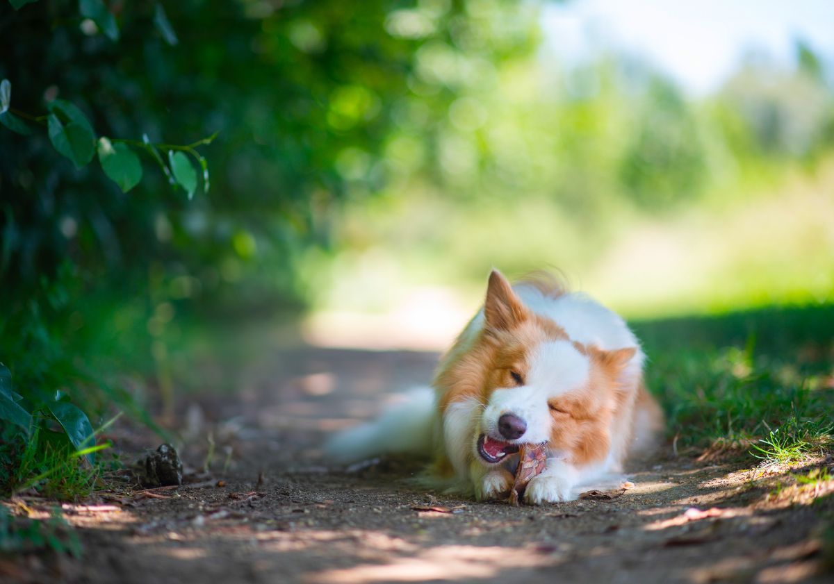 Border Collie mangeant son oreille de porc