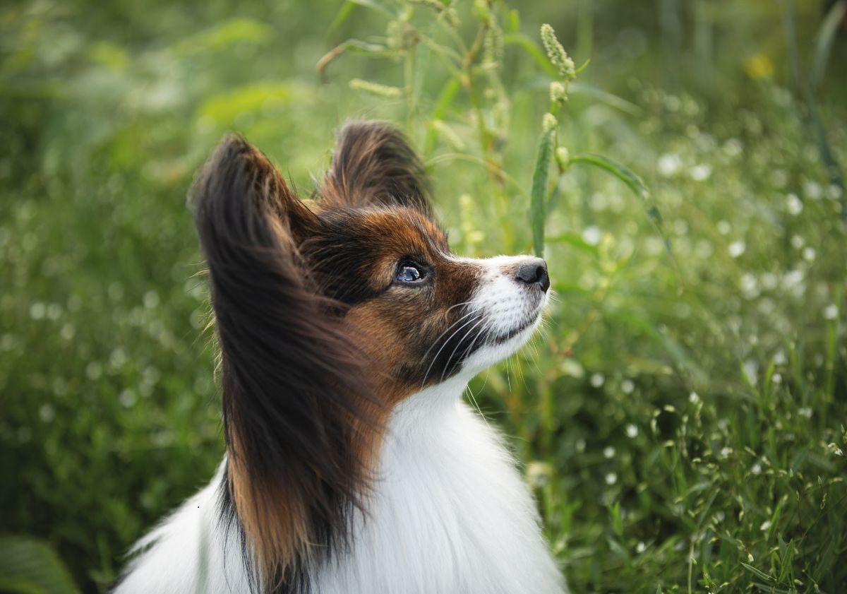 épagneul nain continental papillon tricolore dans l'herbe
